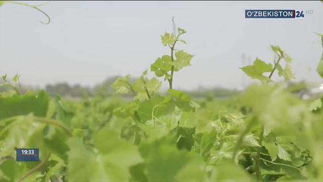 Шавкат Мирзиёев поручил размножить сорты винограда, для производства вина